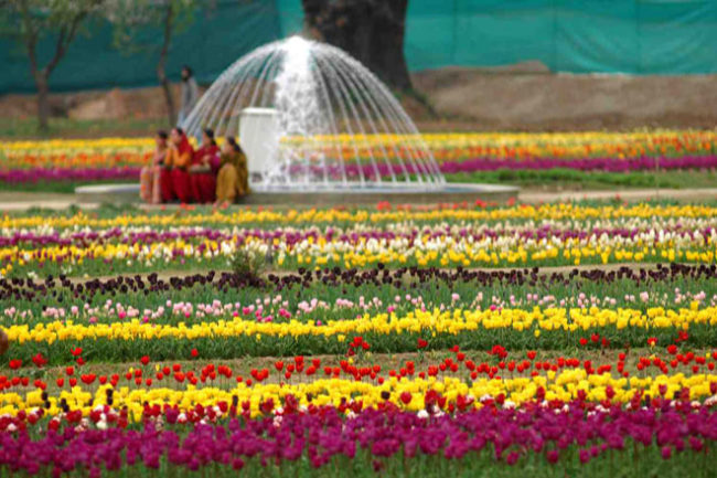 tulip-garden-kashmir