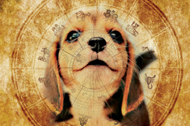 നായ്ക്കുട്ടിക്കും ജാതകം