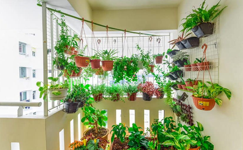 ഒരു കൊച്ചു പാത്രത്തിൽ വളർന്ന അദ്ഭുതം