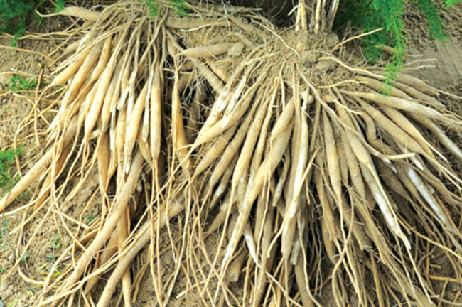 ആരോഗ്യം തരും ശതാവരി