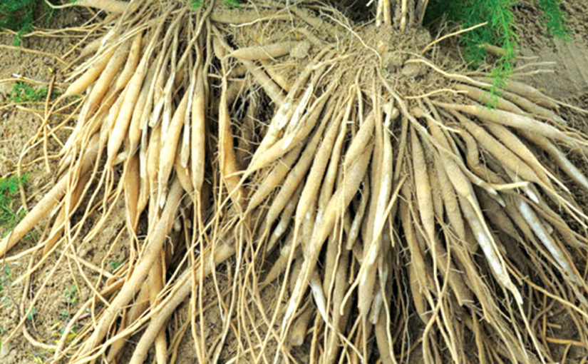 ആരോഗ്യം തരും ശതാവരി