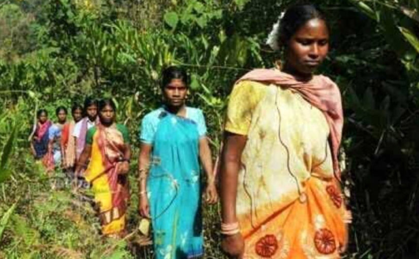 ഇടമലക്കുടിയിലെ മിന്നാമിനുങ്ങുകൾ