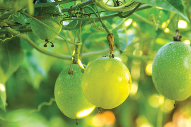 പാഷൻ ഫ്രൂട്ട് ഒരു പാഷനാക്കാം