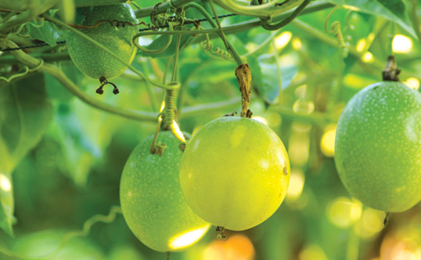 പാഷൻ ഫ്രൂട്ട് ഒരു പാഷനാക്കാം