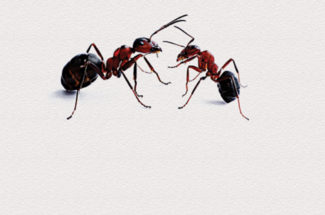 remedies to keep ants away