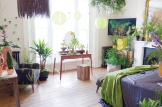 indoor plants, festival interior decoration