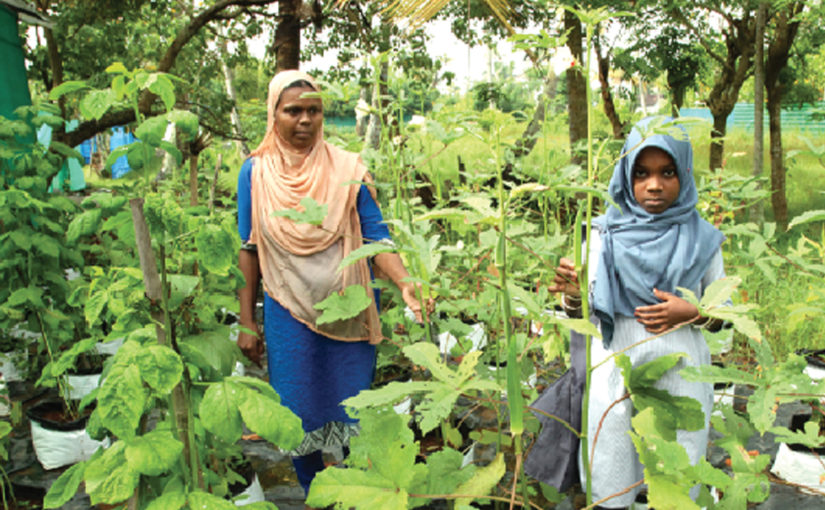 പച്ച തൊട്ട വിജയം – ഹസീന