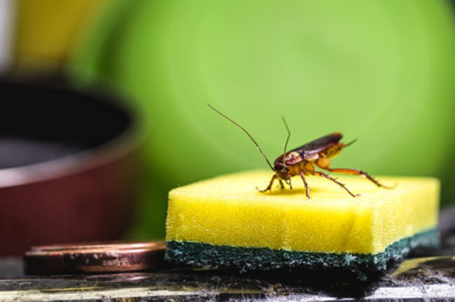 പാറ്റ ശല്യം ഉണ്ടോ? പരിഹാരം ഇതാ