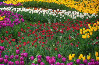 tulip-garden-in-kashmir