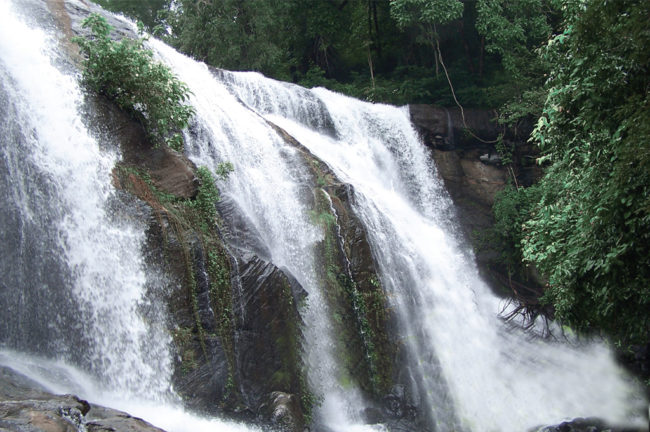 കാതുനിറയെ കിളിപ്പാട്ട്