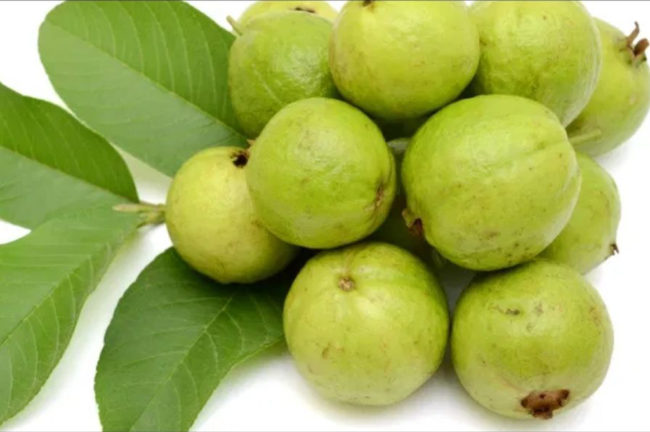 പേരയ്ക്ക പോഷകങ്ങളുടെ കലവറ