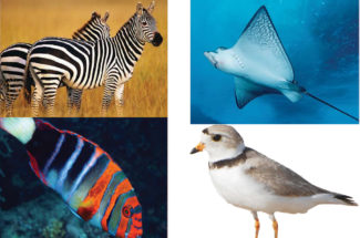 color changing animals