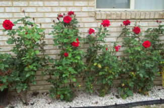 home care rose plant