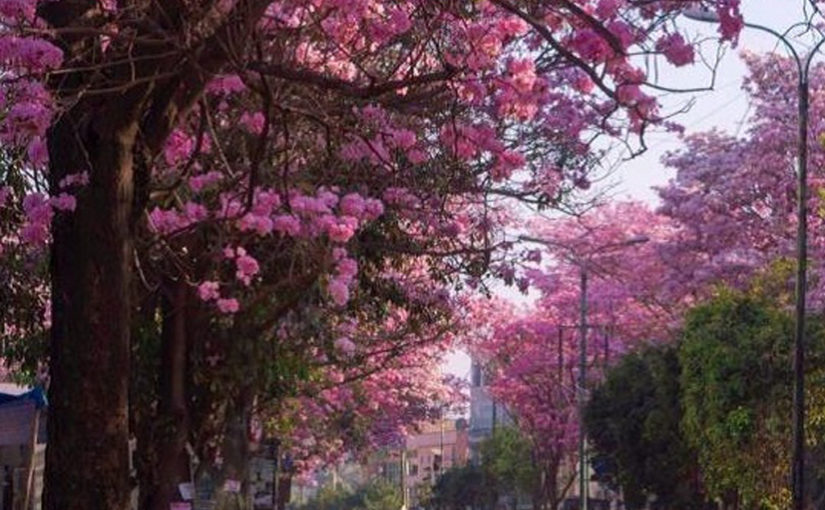 ജീവിതം സുന്ദരമാണ് തബേബുയ റോസിയ പോലെ