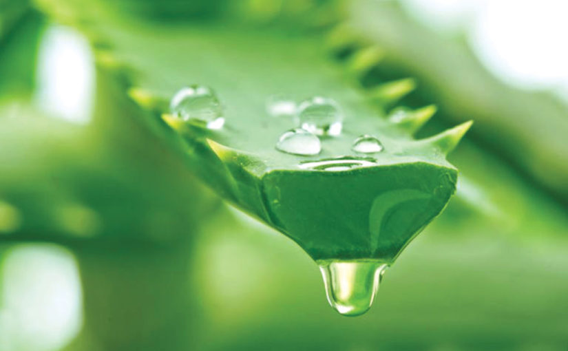 അലോ വേര സ്കിൻ ഡോക്ടർ