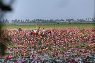 അല്ലി ആമ്പൽ കടവിൽ…