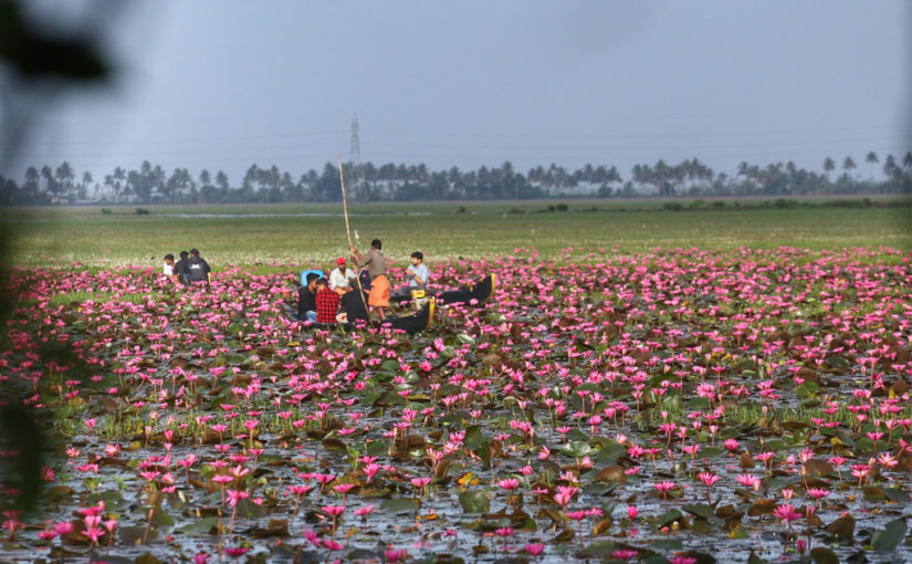 അല്ലി ആമ്പൽ കടവിൽ…