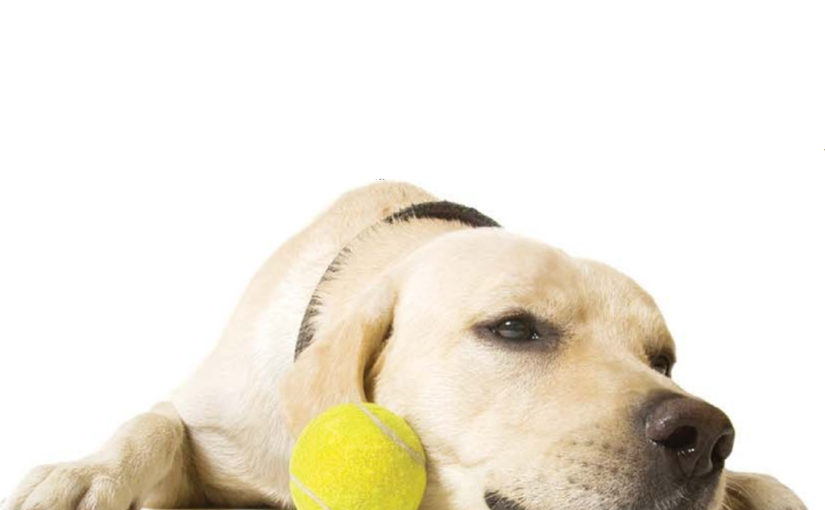 വളർത്തുമൃഗങ്ങളും അലങ്കാരച്ചെടികളും അലർജി ഉണ്ടാക്കും